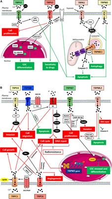 TRP Channels in Brain Tumors